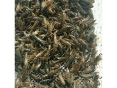 龙虾、龙虾苗、龙虾种苗图2