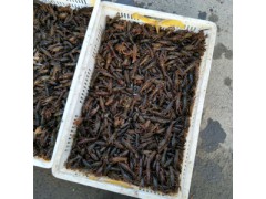 龙虾、龙虾苗、龙虾种苗图3