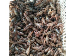 龙虾、龙虾苗、龙虾种苗图2