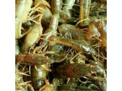 龙虾、龙虾苗、龙虾种苗图2