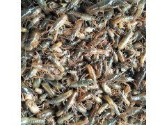 龙虾、龙虾苗、龙虾种苗图3