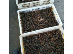 龙虾、龙虾苗、龙虾种苗图3