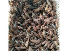 龙虾、龙虾苗、龙虾种苗图3