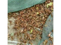 龙虾、龙虾苗、龙虾种苗图2