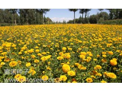 一年生 野花 高百日草图3