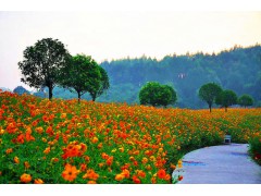 一年生 野花 高硫华菊图2