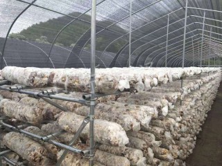 沈阳食用菌大棚厂家 温室大棚厂家图2