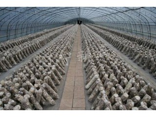 沈阳食用菌大棚厂家  温室大棚厂家图3