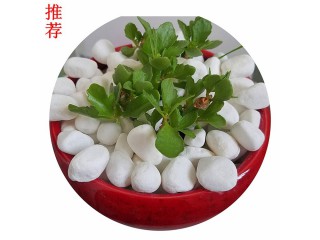 厂家直销雪花白石米 石米价格  石米厂家 水洗雪花白 精品白石米 天然鹅卵石图2