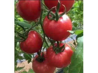 华阴培育早熟番茄苗,大荔大红西红柿苗育苗厂2025