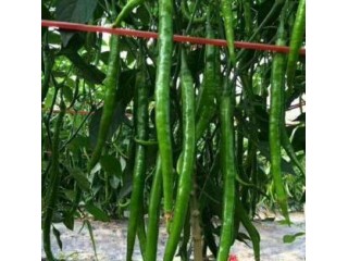 旌德育长线椒苗抗病性强,郎溪批发辣椒苗厂家2025