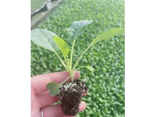 咸阳菜花苗代育基地 有机松花菜苗育苗厂