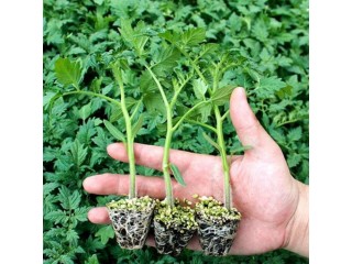 宁陵代育番茄苗子育苗厂，2025商丘供应粉果番茄苗基地在哪？