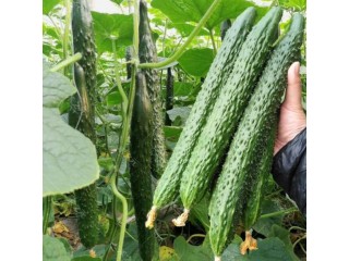 汶上大棚黄瓜苗批发 2025济宁嫁接黄瓜苗育苗厂