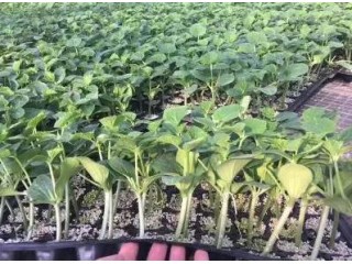 北京小西红柿苗 蔬菜西红柿苗厂家批发