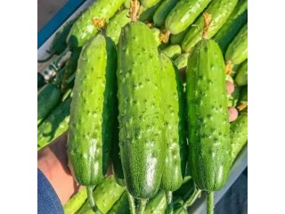 枣庄黄瓜苗育苗场 2025秋黄瓜苗育苗基地