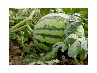 金华西瓜苗育苗厂哪有，2026美都西瓜苗价格