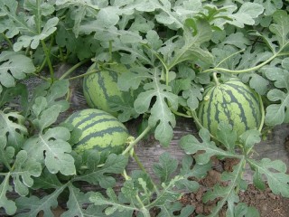 菏泽批发西瓜种苗厂家，2026早春西瓜苗育苗厂在哪？