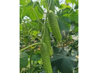 赤峰旱黄瓜苗去哪买 黄瓜苗基地批发