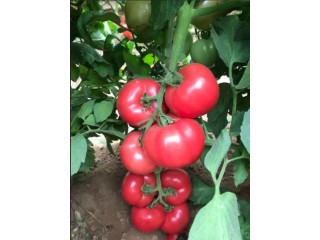 巴中西红柿秧苗基地 育大小西红柿秧苗