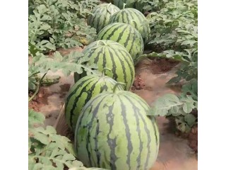 南京出售西瓜苗的厂家在哪，嫁接西瓜苗育苗厂